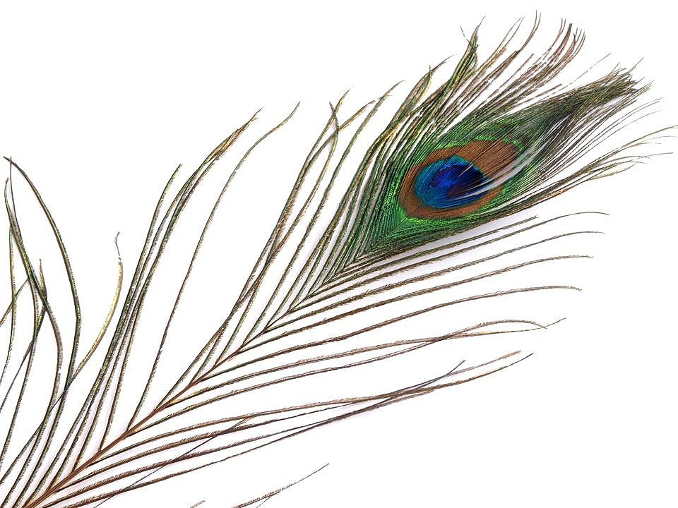 Paví peří délka 70-110 cm, barva paví přírodní