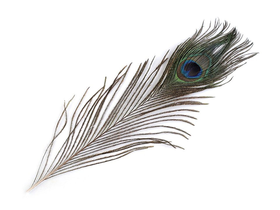 Fotografie Paví peří délka 20-30 cm, barva paví přírodní