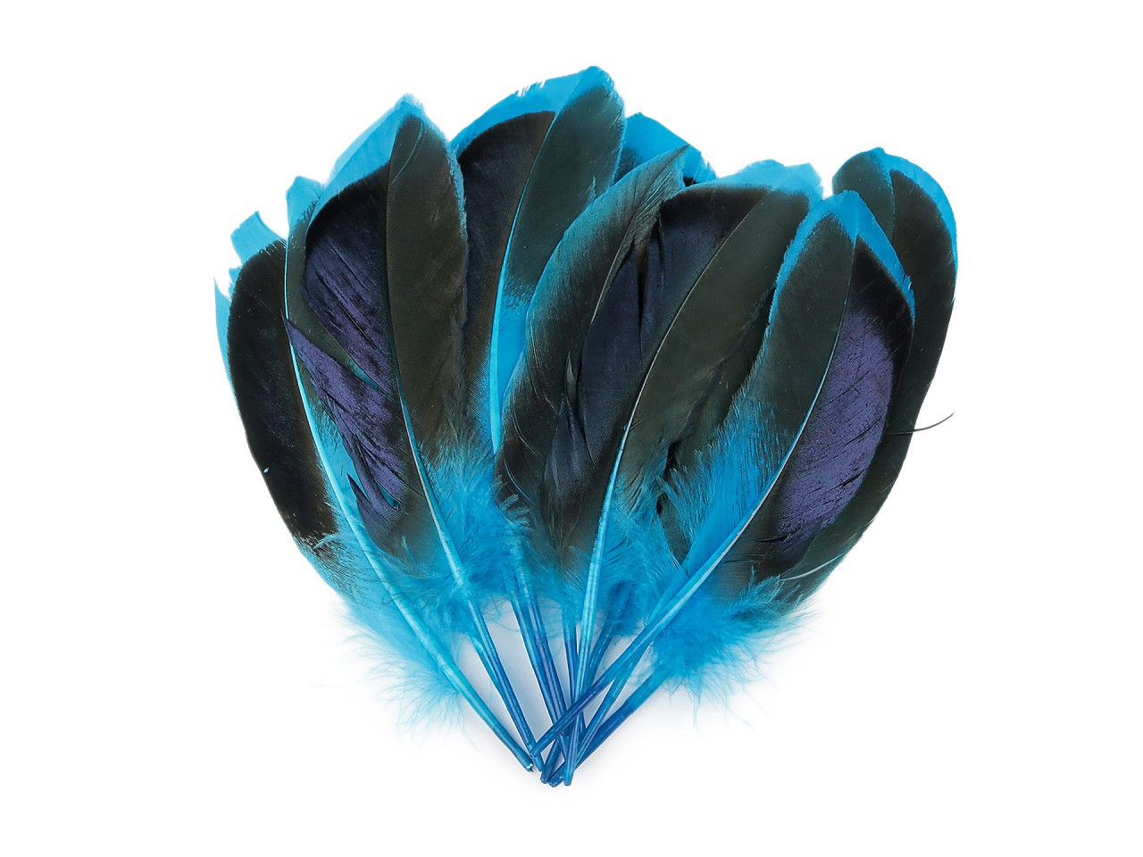 Kachní peří délka 13-15 cm, barva 3 modrá tyrkys