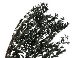 Stabilizovaný olivovník svazek