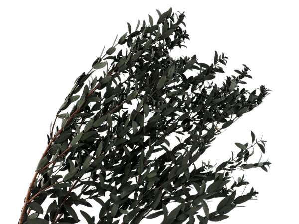 Stabilizovaný olivovník svazek