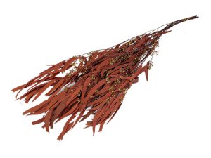 Stabilizovaný eukalyptus svazek