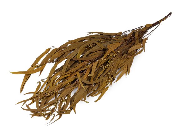 Stabilizovaný eukalyptus svazek