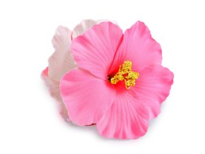 Skřipec do vlasů květy ibišku