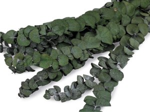 Stabilizovaný eukalyptus svazek