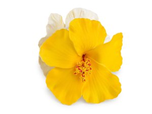 Skřipec do vlasů květy ibišku