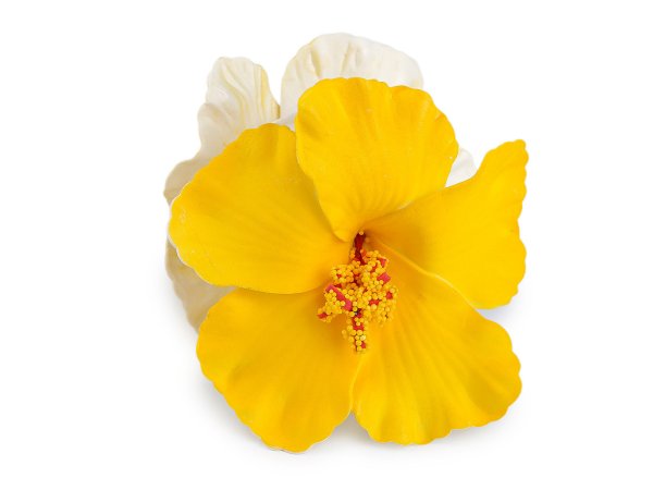 Skřipec do vlasů květy ibišku