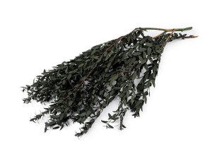 Stabilizovaný olivovník svazek