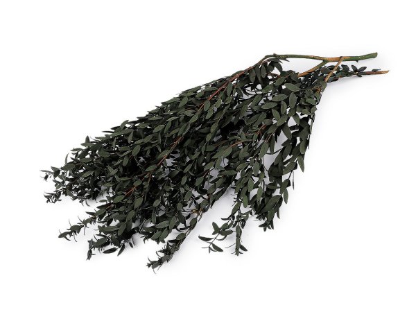 Stabilizovaný olivovník svazek