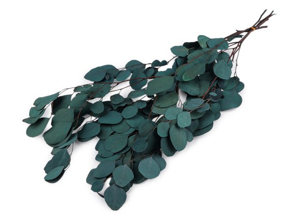 Stabilizovaný eukalyptus svazek