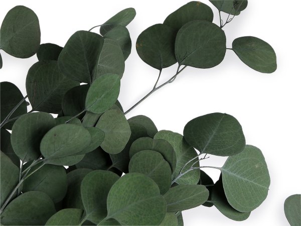 Stabilizovaný eukalyptus svazek